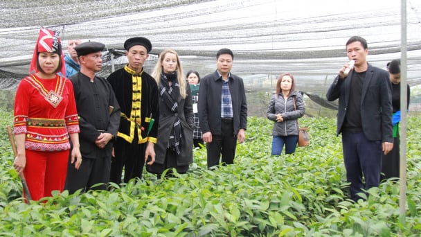 Không mở rộng diện tích quế, tập trung sản xuất hữu cơ