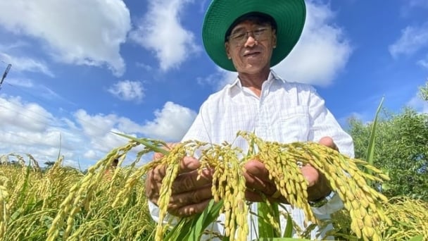 Eight focuses on developing the crop production industry in the Mekong Delta