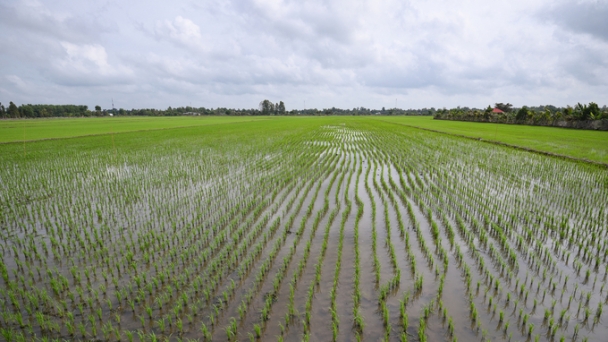 Specific capital mechanism required for the Scheme on 1 million ha of high-quality rice