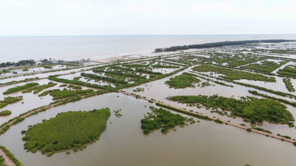 Maintain the 12,500 ha of the Tien Hai Wetland Nature Reserve