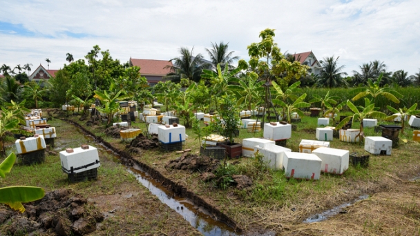 A Honey Deserving of 9 Points: Insights from Japanese experts