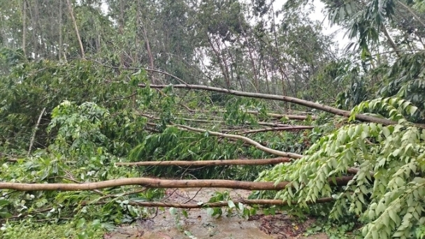 Over 170,000 hectares of forest damaged by Typhoon No. 3