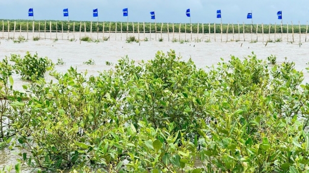 Effort to form a carbon absorption sink from Ca Mau mangrove forest