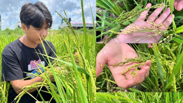 Weedy rice, a constant concern for rice farmers in the Mekong Delta