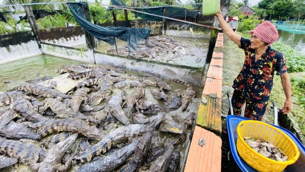 Big opportunity for crocodile exports