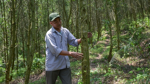 More than 4.7 million hectares of forest can sell carbon credits