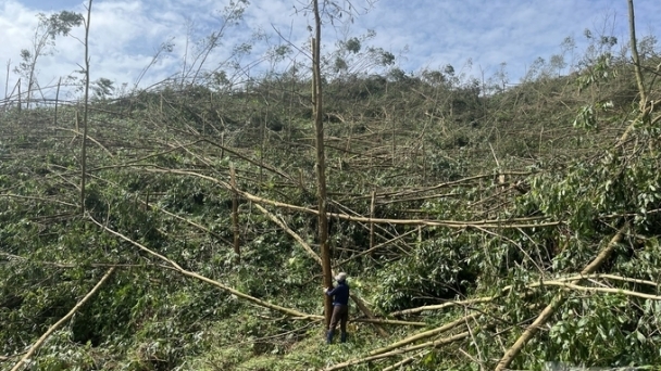 Devastated forests: The 'Green lungs' devastated after the super typhoon