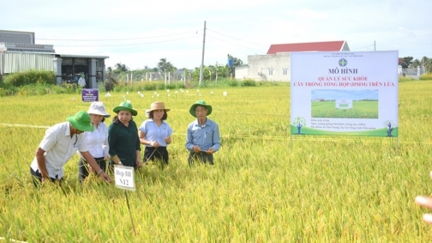 IPHM application helps rice get healthy and profits increase by USD 114/ha