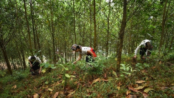 New proposal on fund using for Sustainable Forestry Development Program