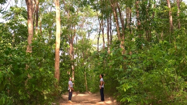 Gia Lai Province welcomes investment projects in forest plantation