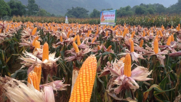 Corn, soybeans, and cotton are the three crops most commonly applied with genetic modification in Vietnam