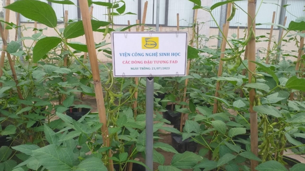 Gene editing advances the development of nutritious soybean varieties