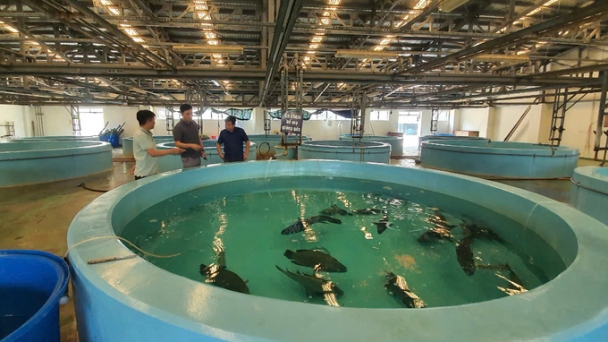 40 years of RIA3: Developing high-value aquaculture species