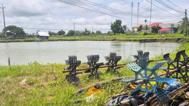 Nearly 17.000ha of shrimp farming area damaged due to climate change