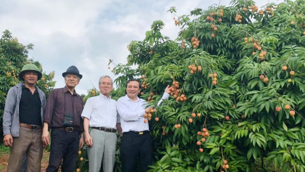 Global GAP lychees conquer the EU and US markets