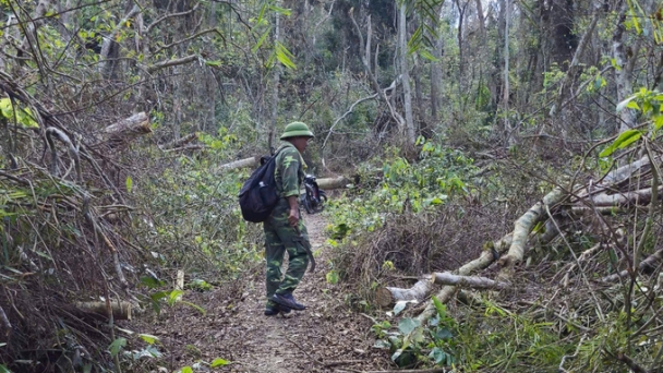 Cat Ba National Park faces wildfire after struggling to recover from the typhoon