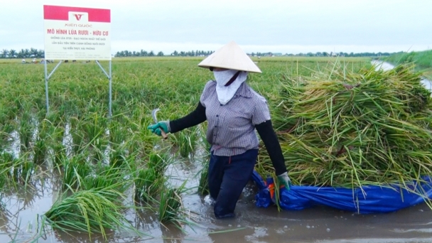 Hai Phong's rice grown in sandworm fields – A potential export product