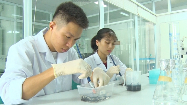 Rapid propagation of seaweed using tissue culture technology