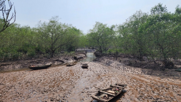 Mangroves – the firm shield for sea dyke