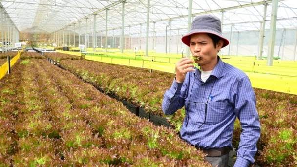 '600 billion farmer' speaks out about Da Lat's policy of eliminating greenhouses