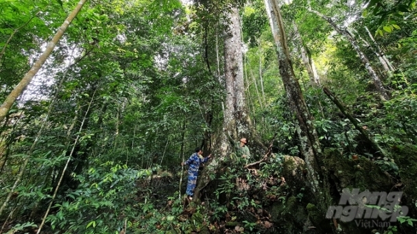 Floods and landslides unveil the importance of forests