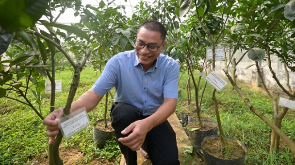 Tighten seedlings quality management for replanting citrus trees