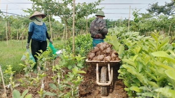 Urban residents thriving with agricultural careers