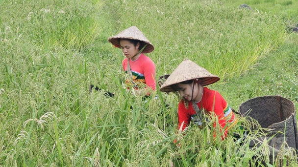 Forest-based tourism yields hundreds of billions