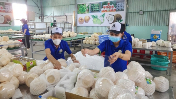 Tien Giang: The first 3 containers of fresh coconuts were officially exported to China