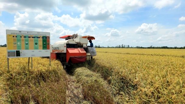 Net Zero Carbon enables 46,000 hectares of high-quality rice in Hau Giang