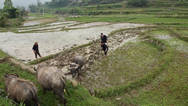 Mu Cang Chai - unique cultural features: Plowing and harvesting rice on terraced fields