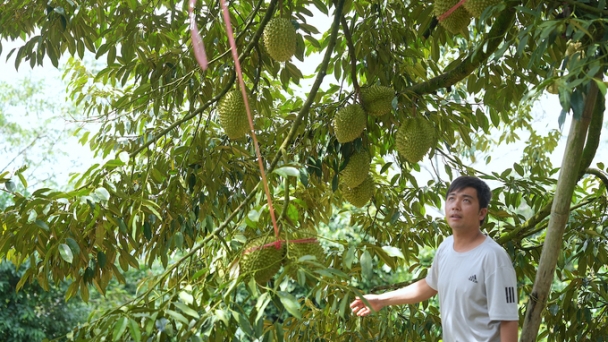 4.0 farmers in Dak Nong: durian orchard as a ‘money tree’ of the young couple