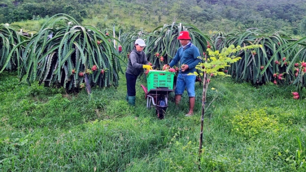 Tips for producing clean dragon fruit