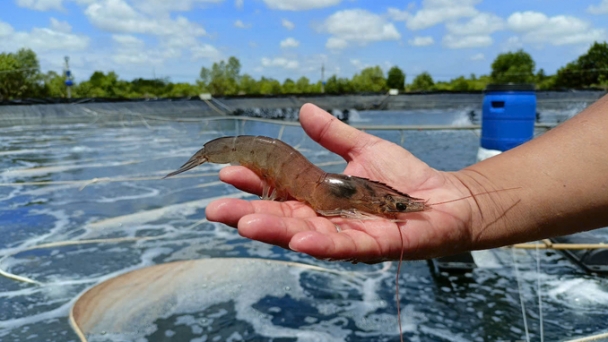 The cost of feed accounts for up to 60% of shrimp production costs