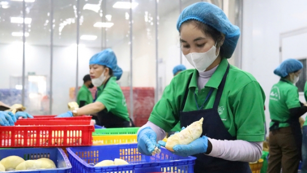 Vietnam's agricultural exports reach high record in October