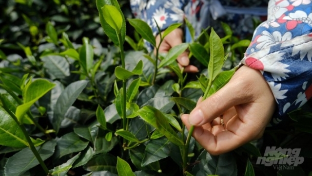 Vietnam is the largest tea supplier to China in terms of output