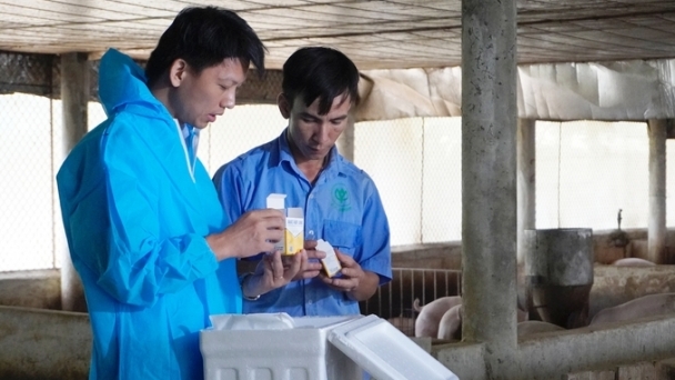 Pig farming households gain a new lifeline with ASF vaccine