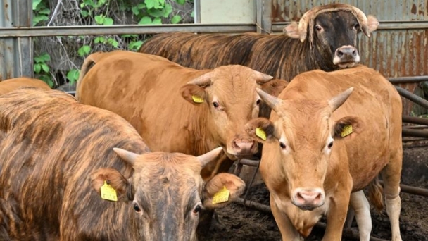 Korea to cut 1.6 million tons of greenhouse gas emissions annually by using cattle feces