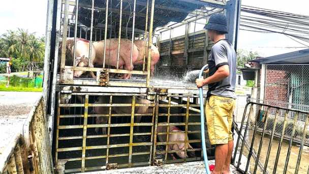 Ben Tre keeps livestock herds safe from dangerous diseases