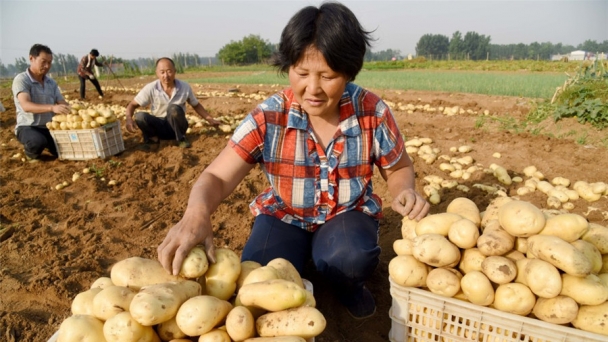 Potato innovation and science now key to successful production