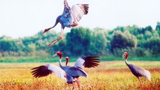 A hopeful return of red-crowned cranes to Tram Chim National Park