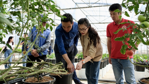 Prospects for soil-free vegetable growing model