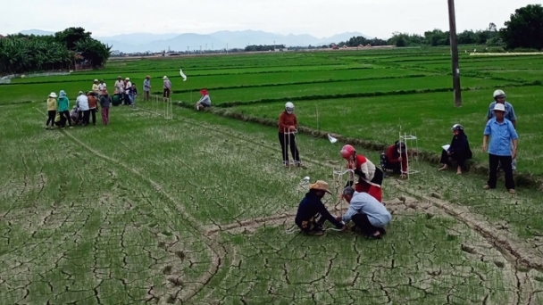 Applying IPHM methods, rice farming can generate an additional profit of nearly 250 USD/ha