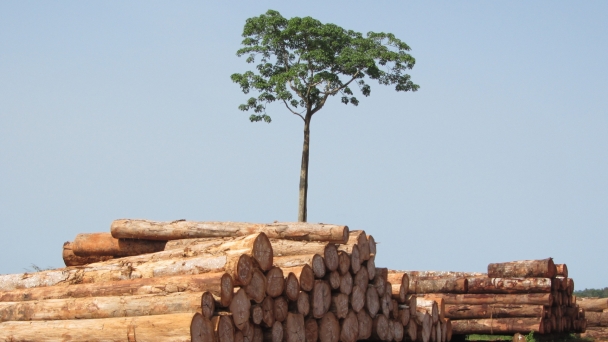 Global forest products facts and figures shows fall in global trade in wood and paper products