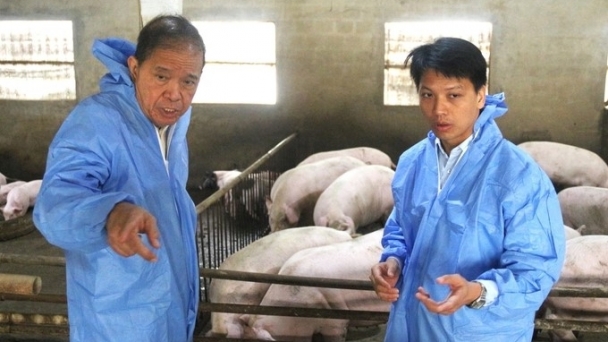 The Philippines learns from experience in vaccinating sows against African swine fever