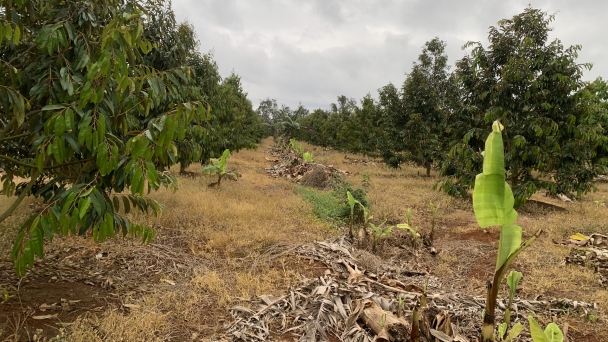 Alarming soil degradation in the Central Highlands: Over 20% of severe and extreme degraded