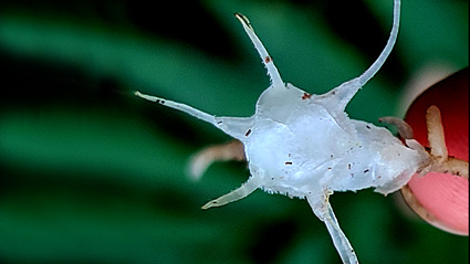 Discovery of new plant species in Xuan Lien Nature Reserve