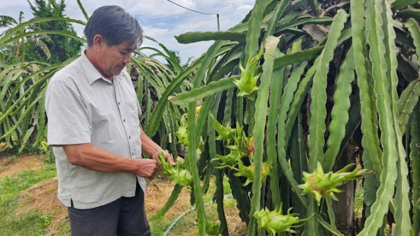 Binh Thuan aims to export OCOP products processed from dragon fruit