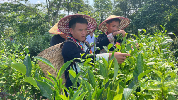 Lao Cai looking to preserve and expand its specialty tea varieties