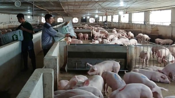 Biosecurity in pig farming: adapting to disease challenges and market fluctuations